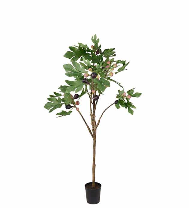 Fikonträd i kruka 140 cm