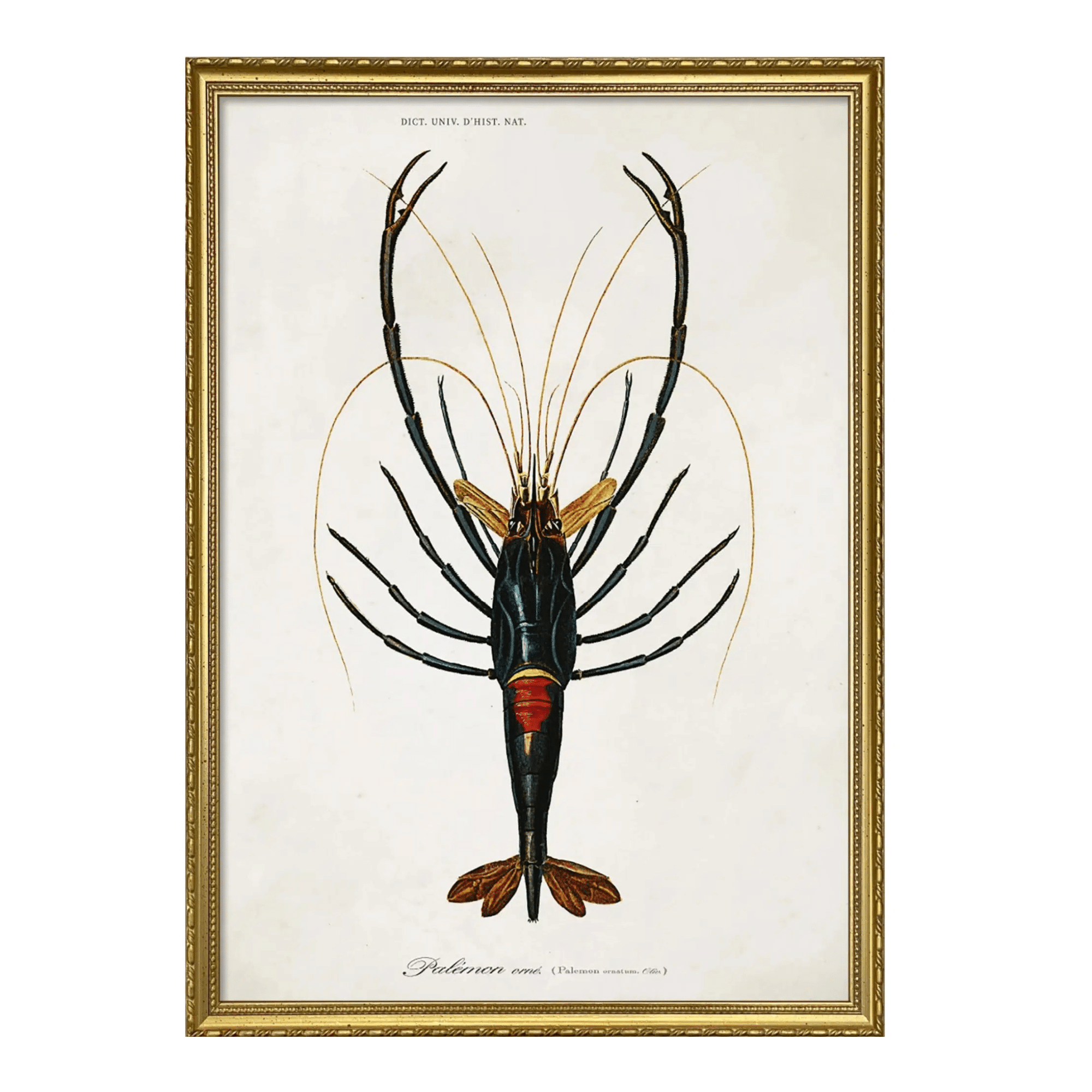 The Dybdahl Company Tavla Crayfish