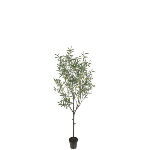 Oliv 200 cm i kruka