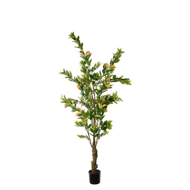 Citronträd i kruka 240 cm