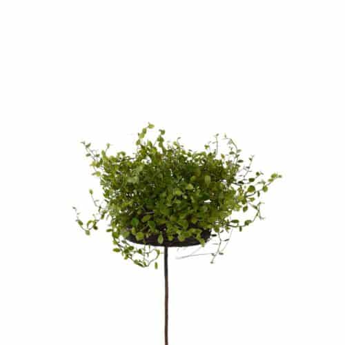 Muehlenbeckia 28 cm