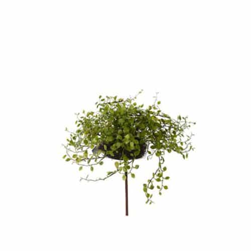 Muehlenbeckia 25 cm
