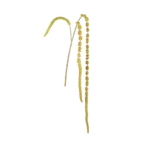 Amaranthus 55cm