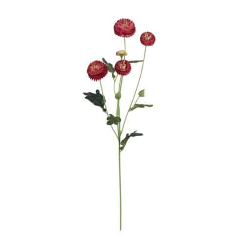 Chrysanthemum Burgundy 60 cm