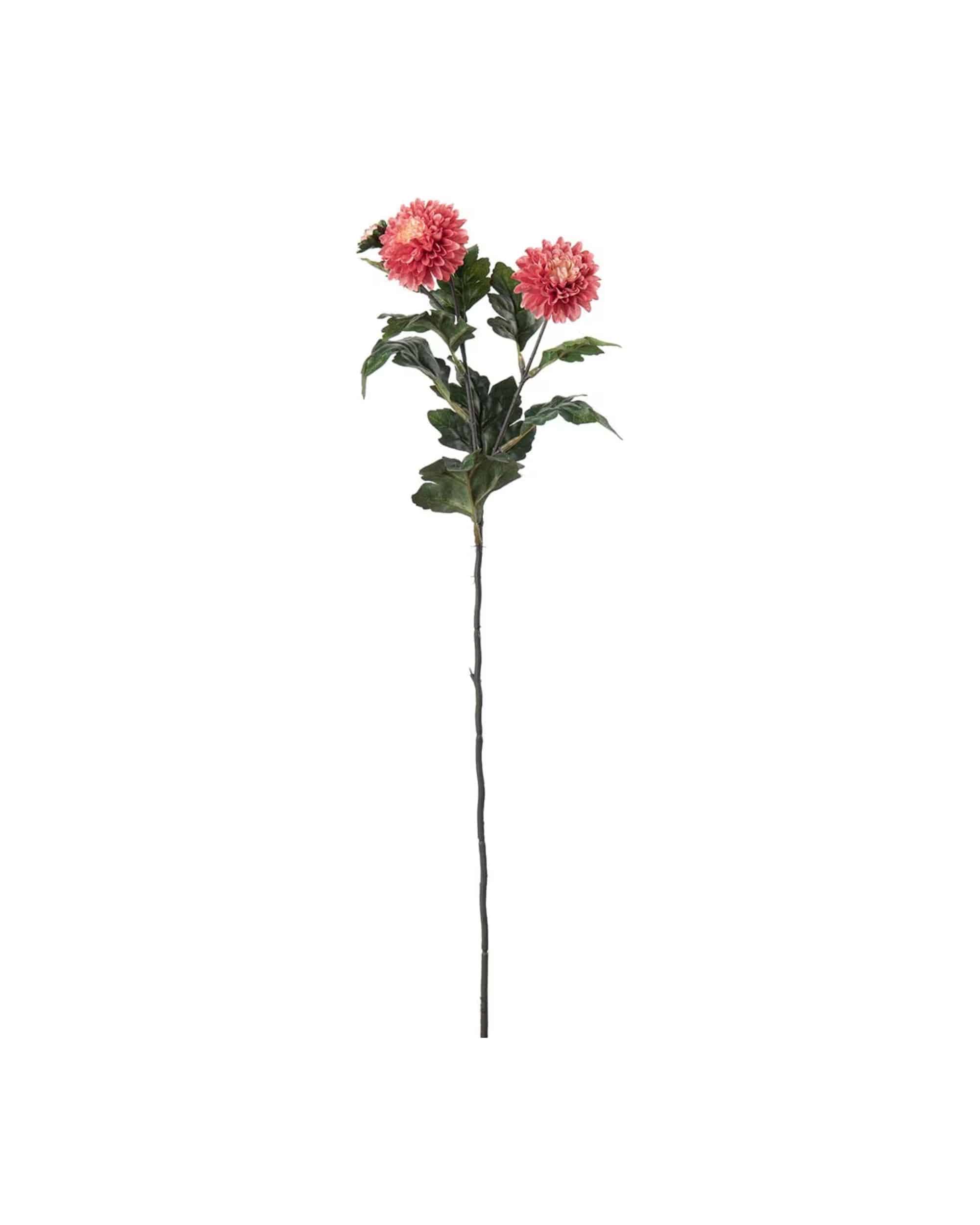 Chrysanthemum mörkrosa 55cm