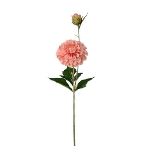 Dahlia Aprikos 66cm