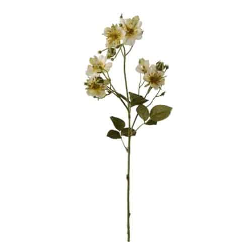 Japansk klätterros grön 65cm