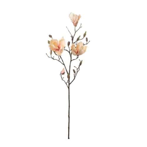 Magnolia persika