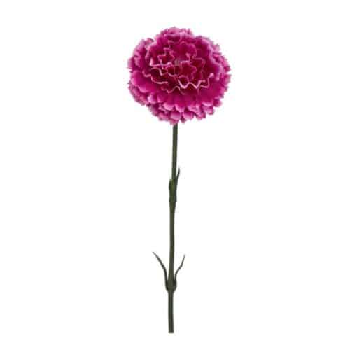 Nejlika lila 55 cm