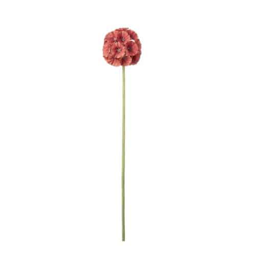 Scabiosa Orange 60 cm