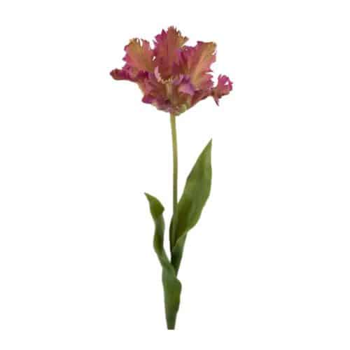 Tulpan Lila 70 cm