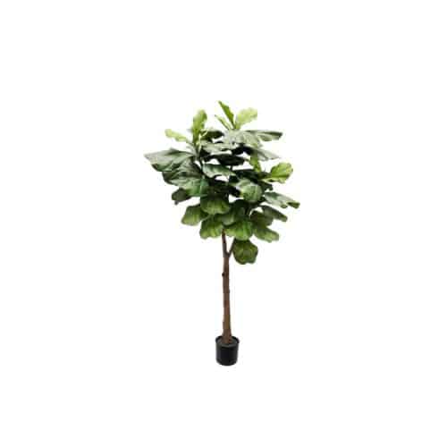 Fiolfikus 180 cm