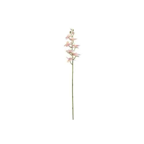 Phalaenopsis 75 cm, Rosa